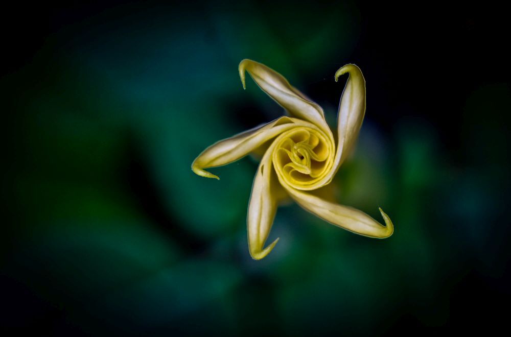Ready to blossom